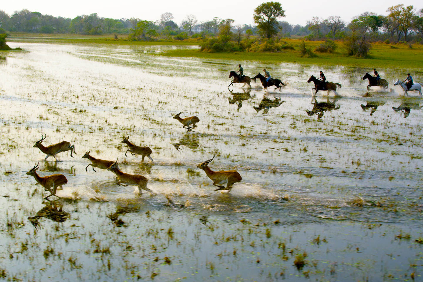 Okavango Horse Safaris, Central Okavango | Timbuktu Travel