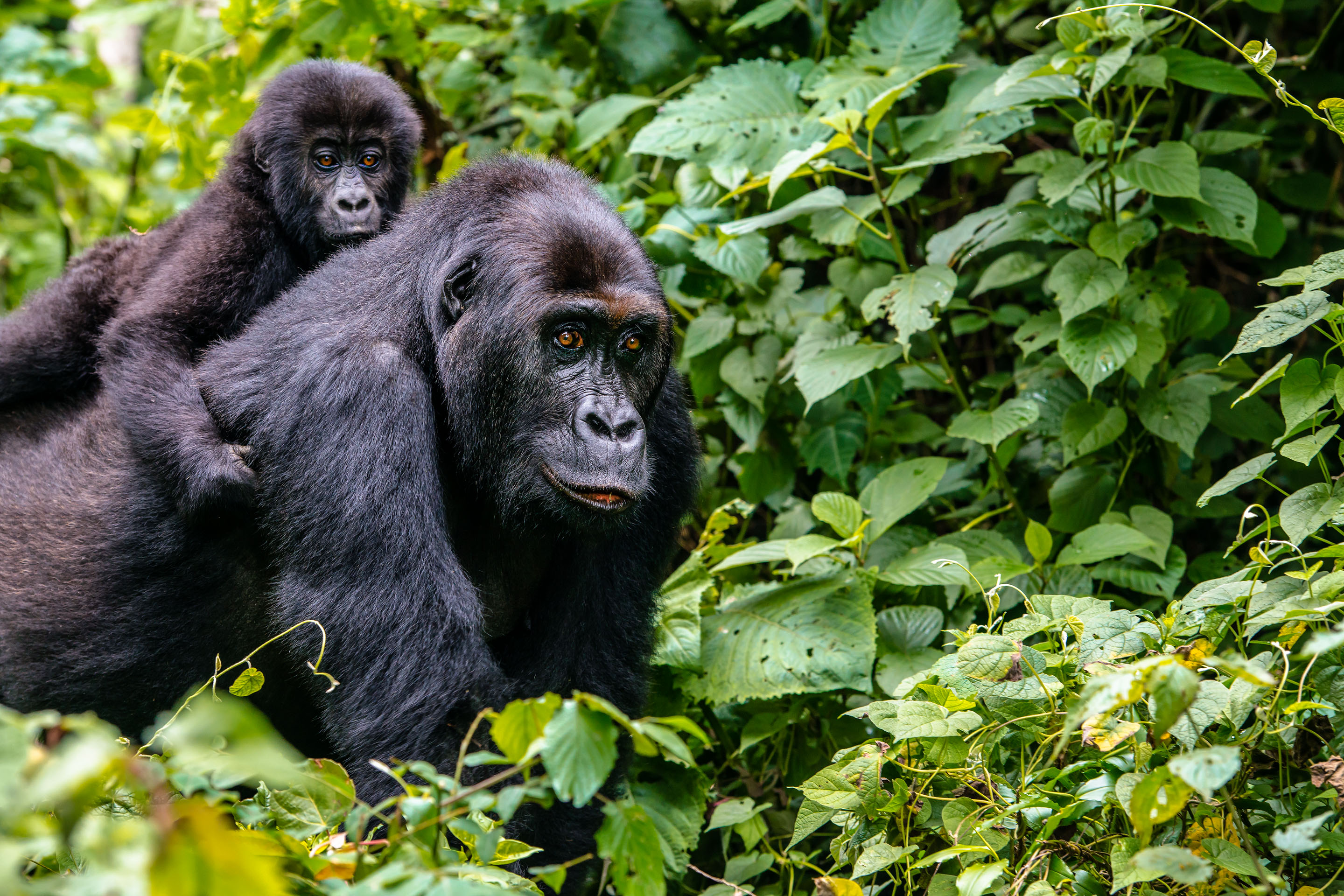 Lulimbi Tented Camp, Virunga | Timbuktu Travel