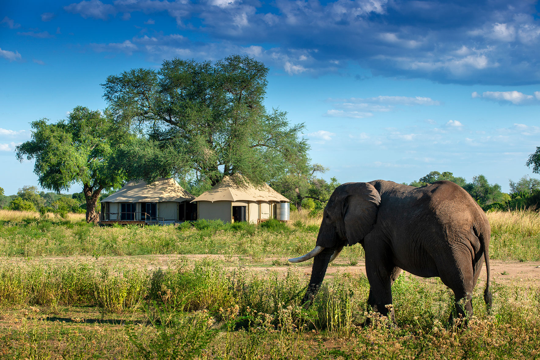 Nyamatusi Mahogany, Mana Pools | Timbuktu Travel