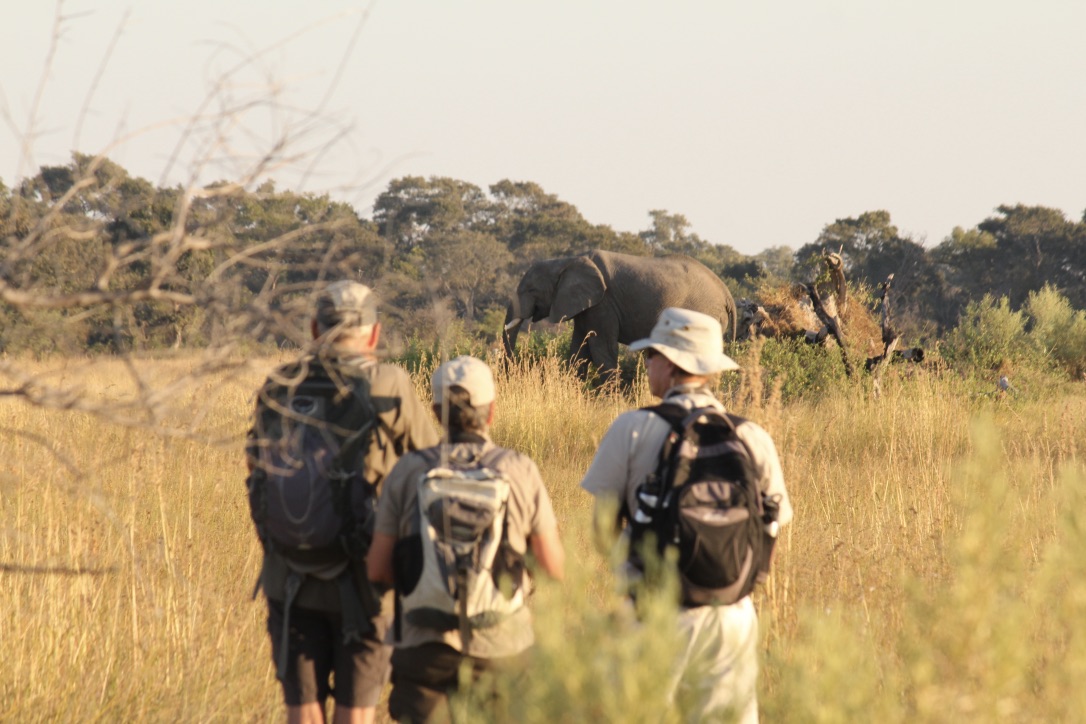 David Foot Walking Safaris, Central Okavango | Timbuktu Travel