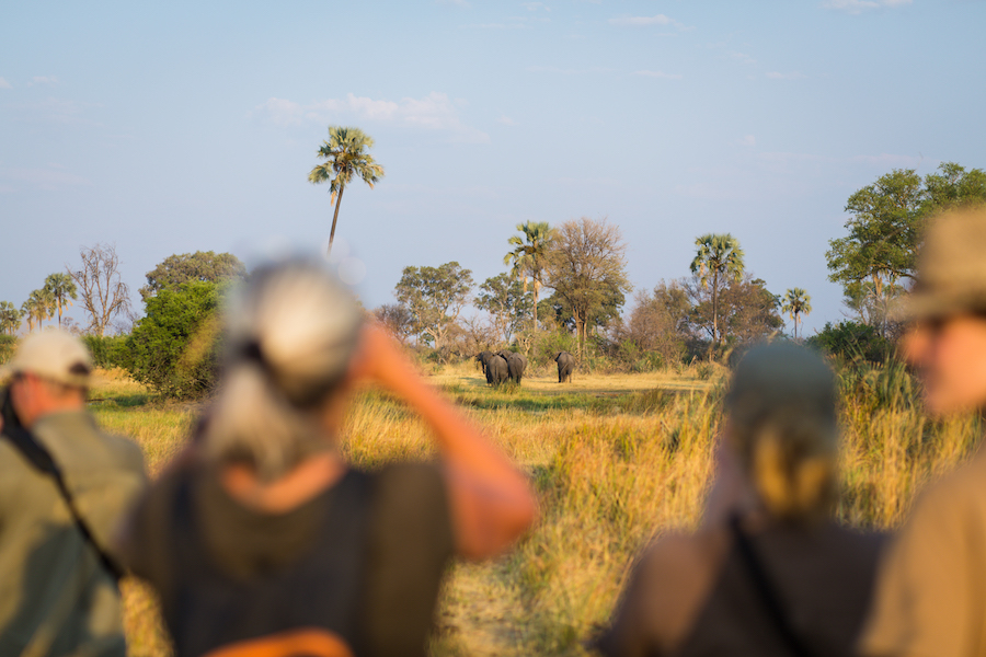 Bush Ways Fish Eagle Safari, Central Okavango | Timbuktu Travel