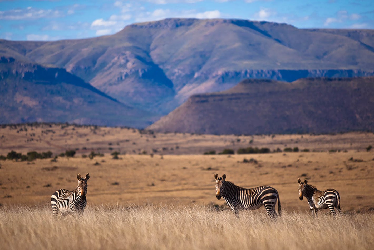 Cape Mountain Zebra Safari Eastern Cape South Africa  