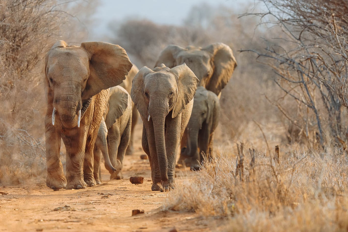 elephants madikwe south africa 