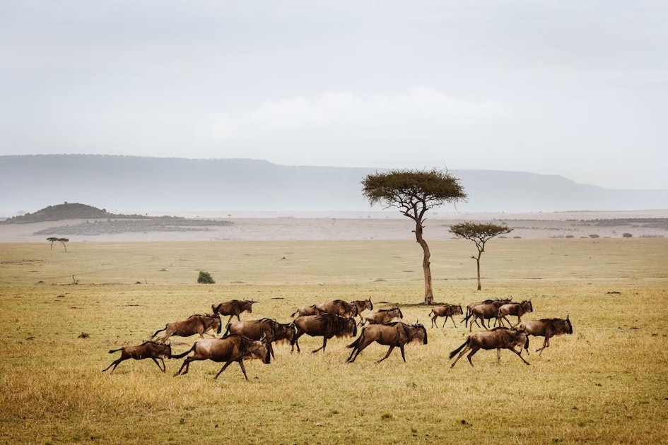 Serengeti & Migration Magic » Wildlife Safari