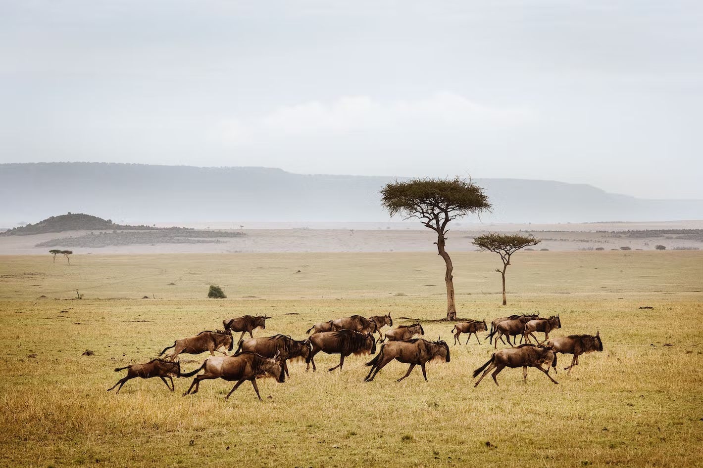 1 serengeti national park tanzan.