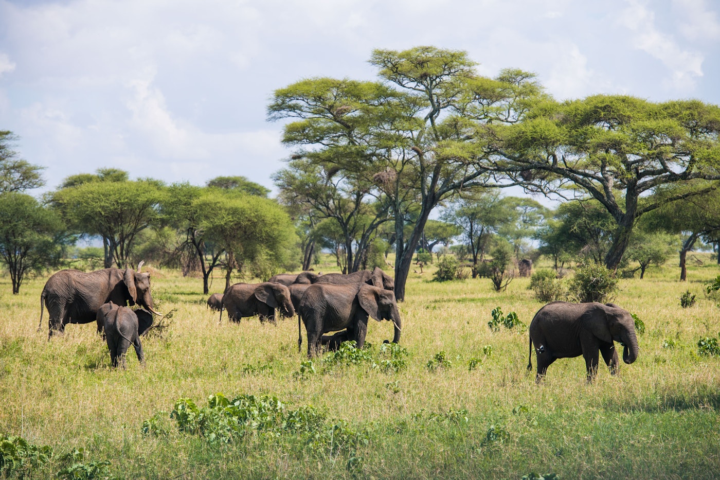Discover the Top 10 Places to Visit in Tanzania - Tarangire National Park