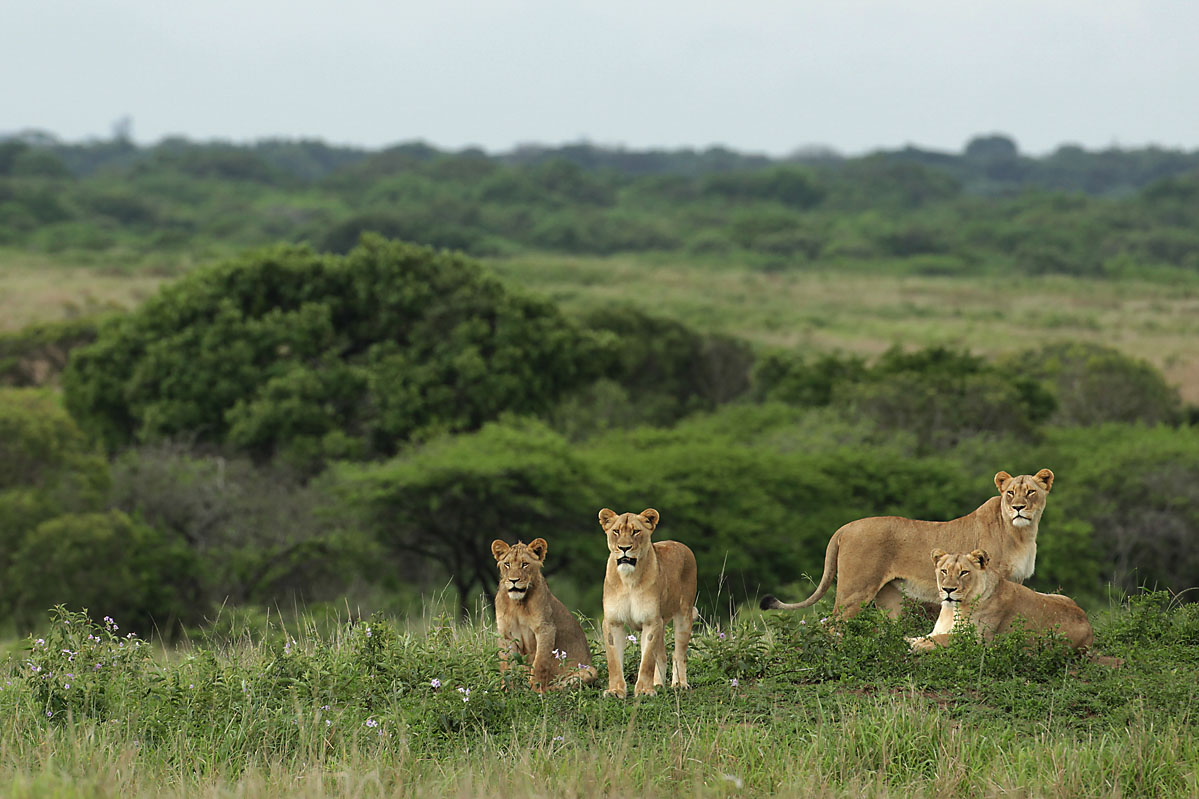 Easiest safari planning ever!