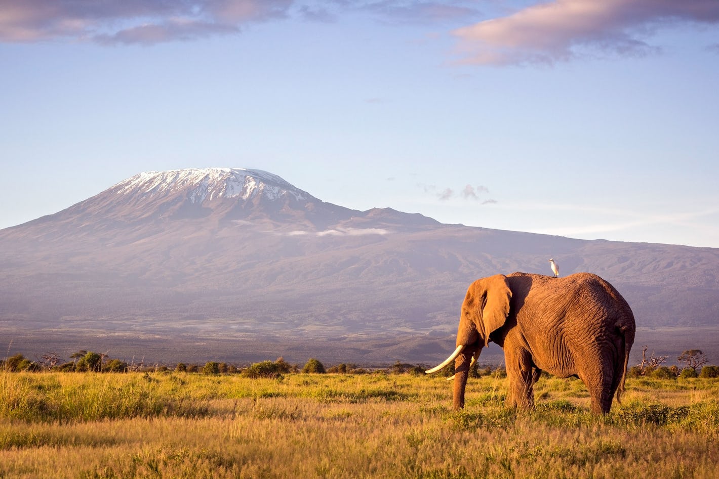 elephant mount kenya amboseli chyulu hills  
