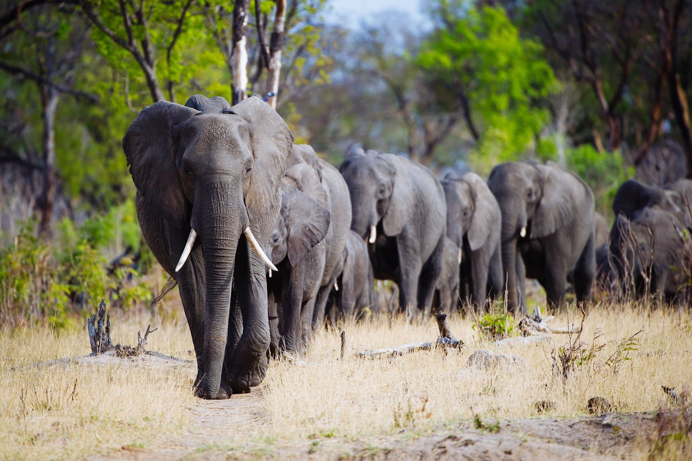 Zimbabwe Safari 101: A Canadian Tourist's Ultimate Guide - Packing Essentials for a Zimbabwe Safari