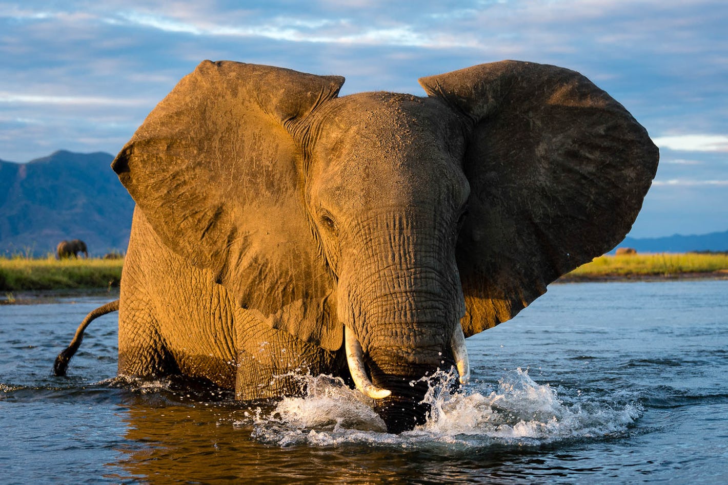 ruckomechi elephant mana pools zimbabwe  