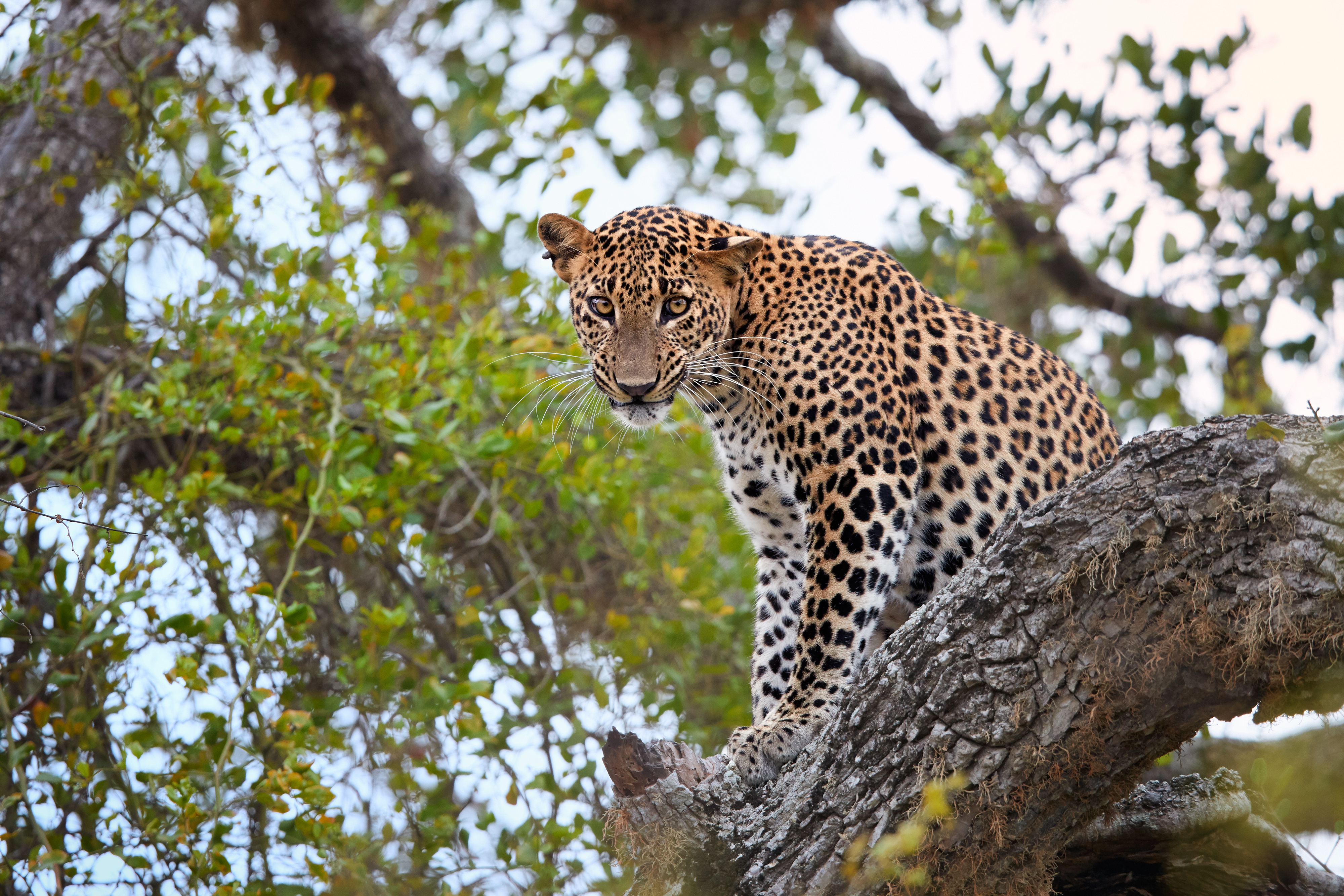 Yala National Park