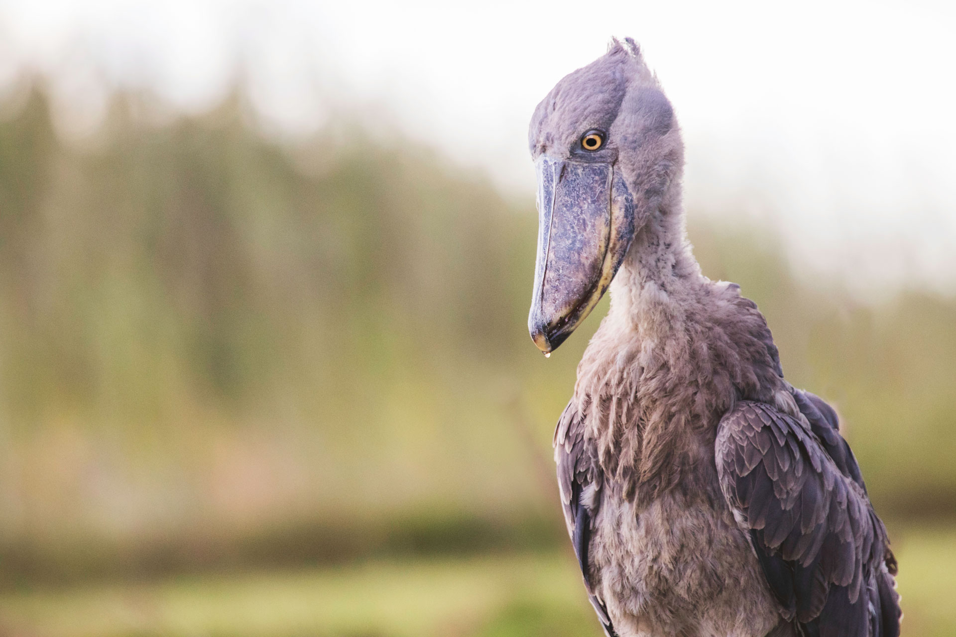 Shoebill Island Camp
