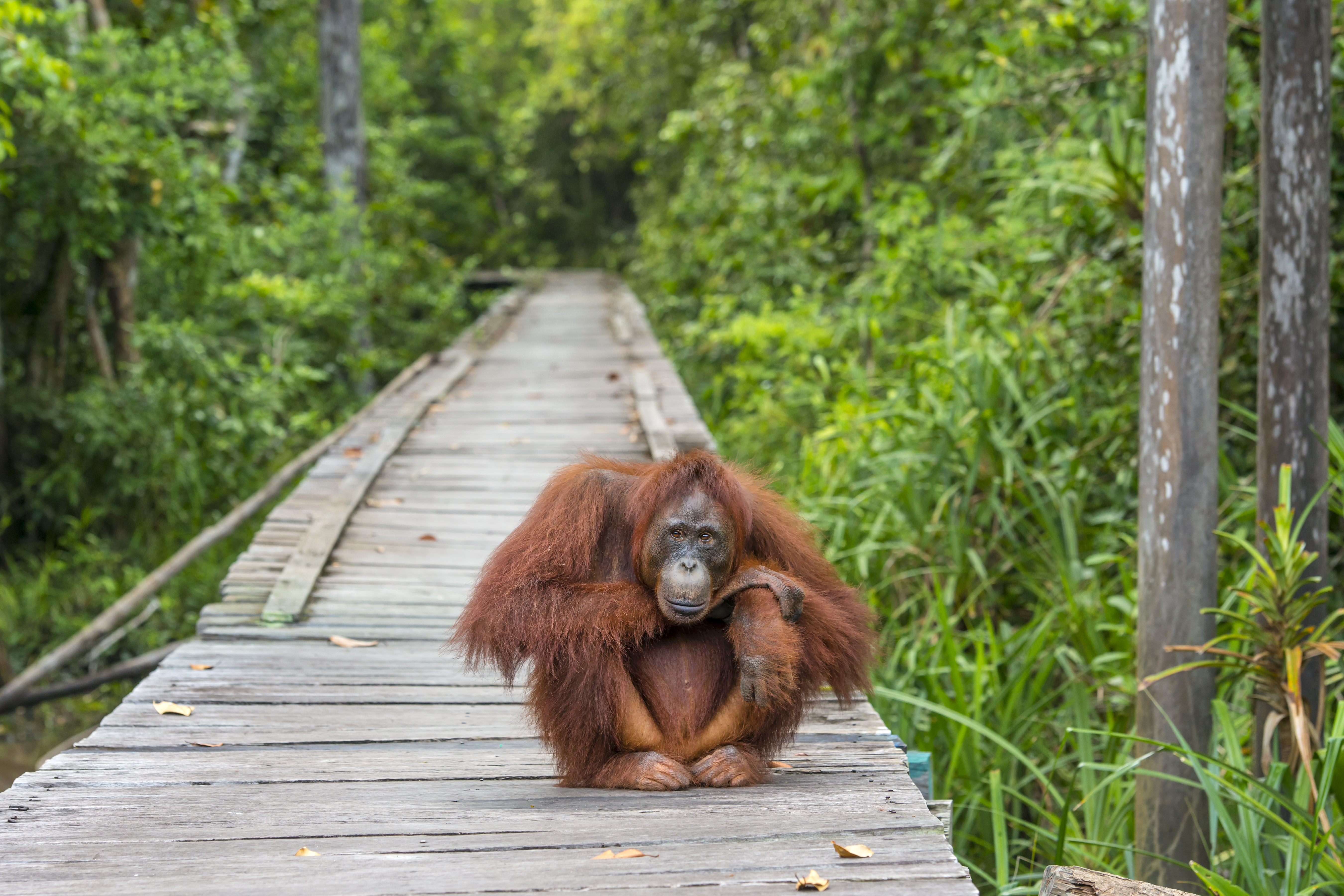 Tanjung Puting National Park