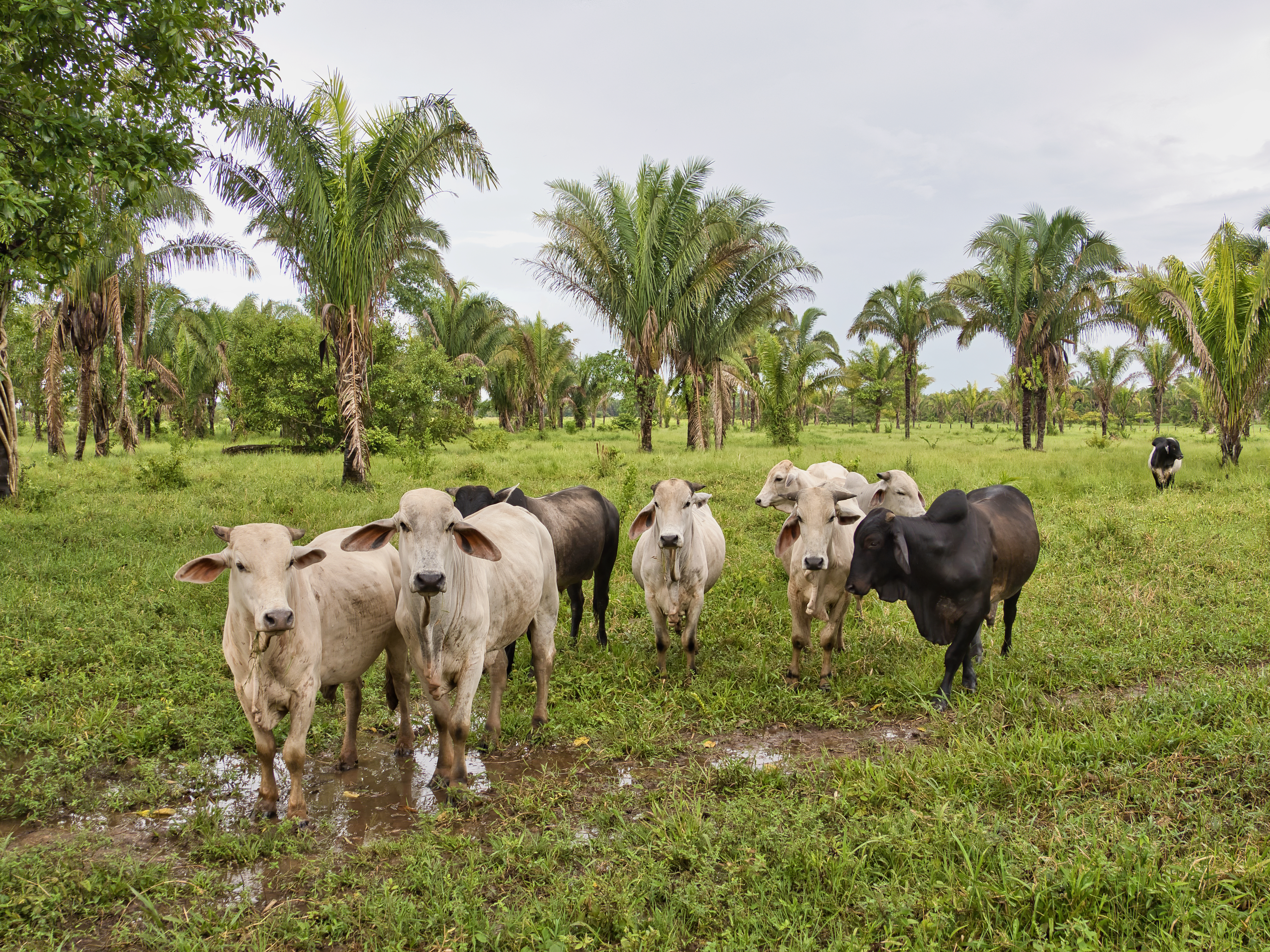 Los Llanos, The Eastern Plains