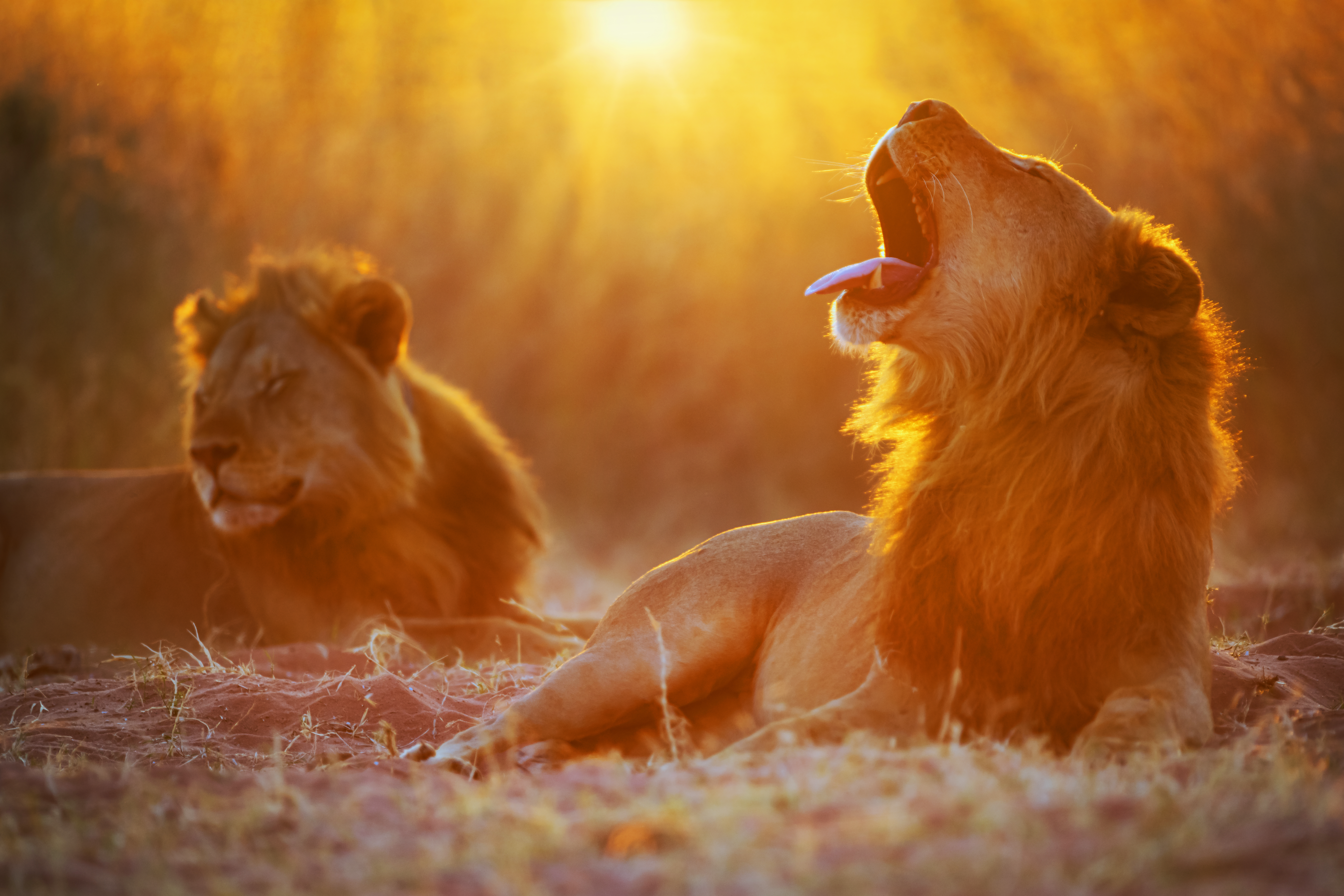 Garonga MCH Luxury Tented Camp