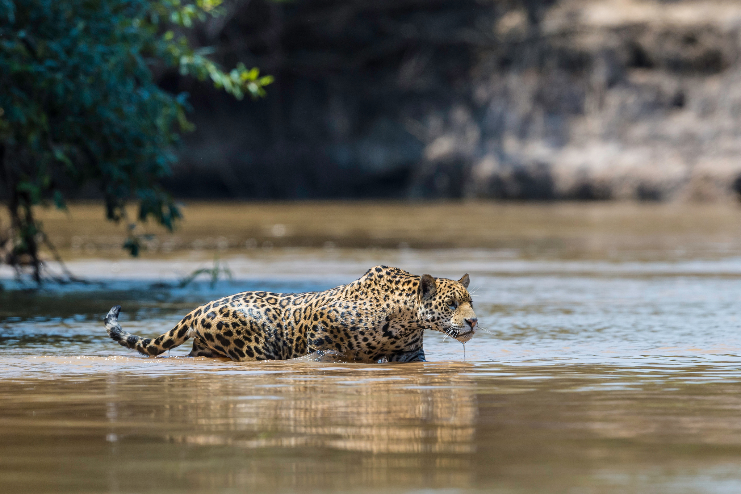 Hotel Porto Jofre Pantanal Norte