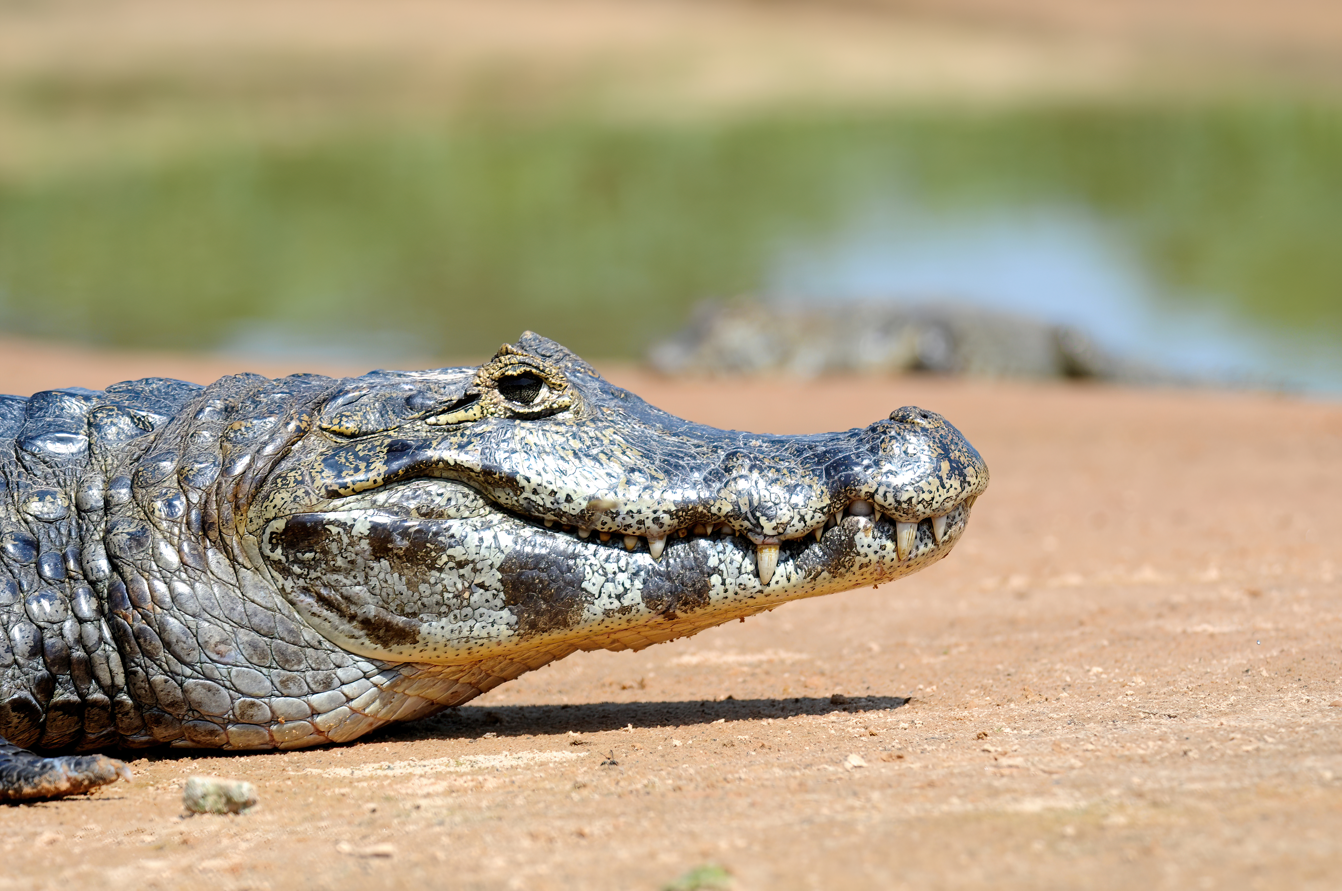 Casa Caiman in Caiman Ecological Refuge