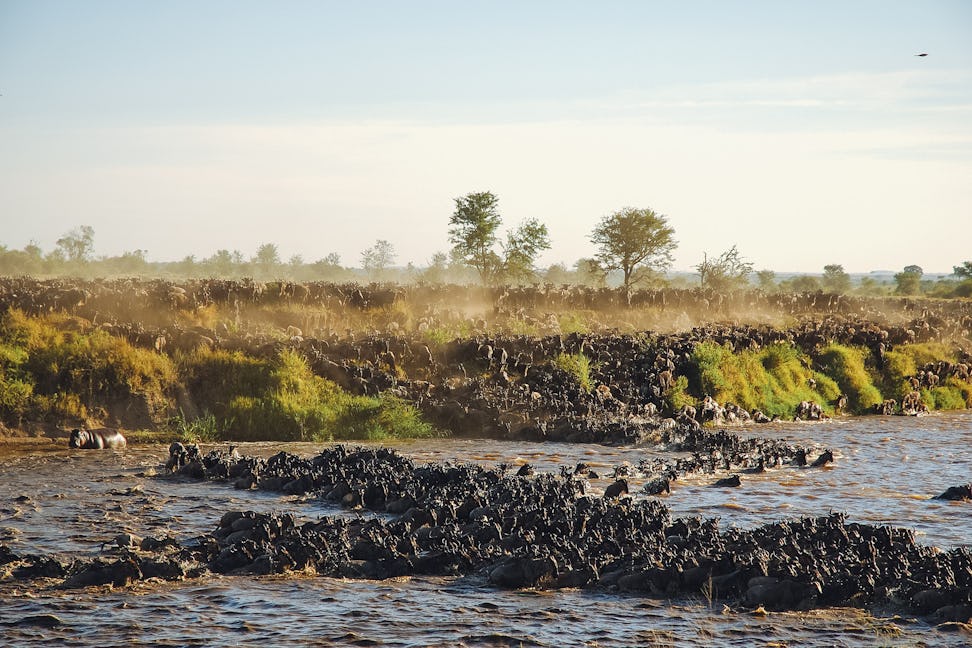 the best great migration safari wildebeest crossing mara river serengeti  
