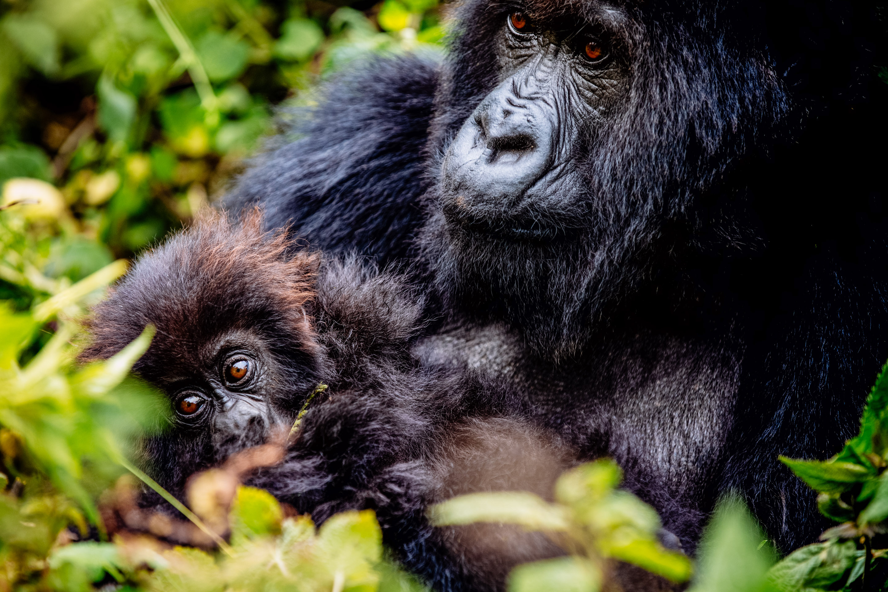 Gorillas & game parks: a bucket list adventure