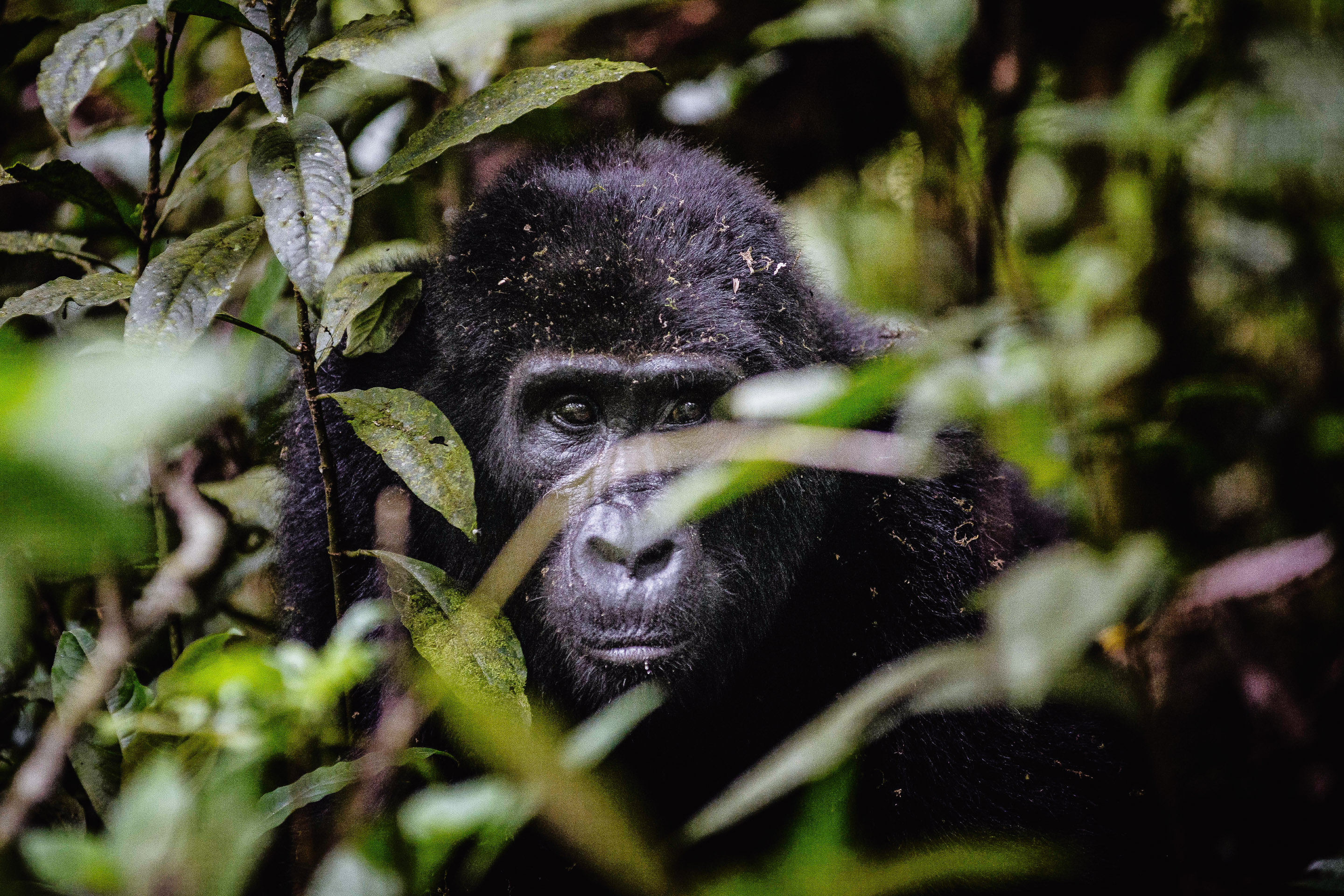 A classic Uganda gorilla safari