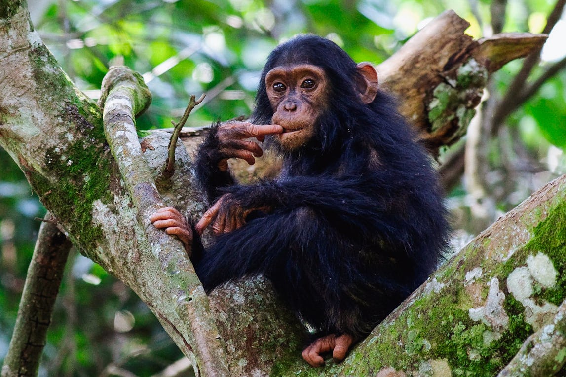 Blue Monkey — Destination Uganda Travelers