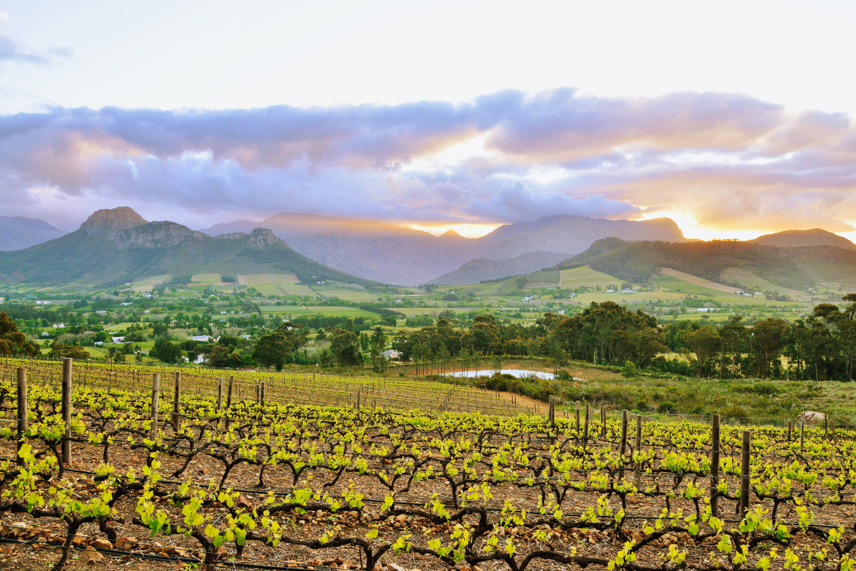 Grapes and game parks in South Africa