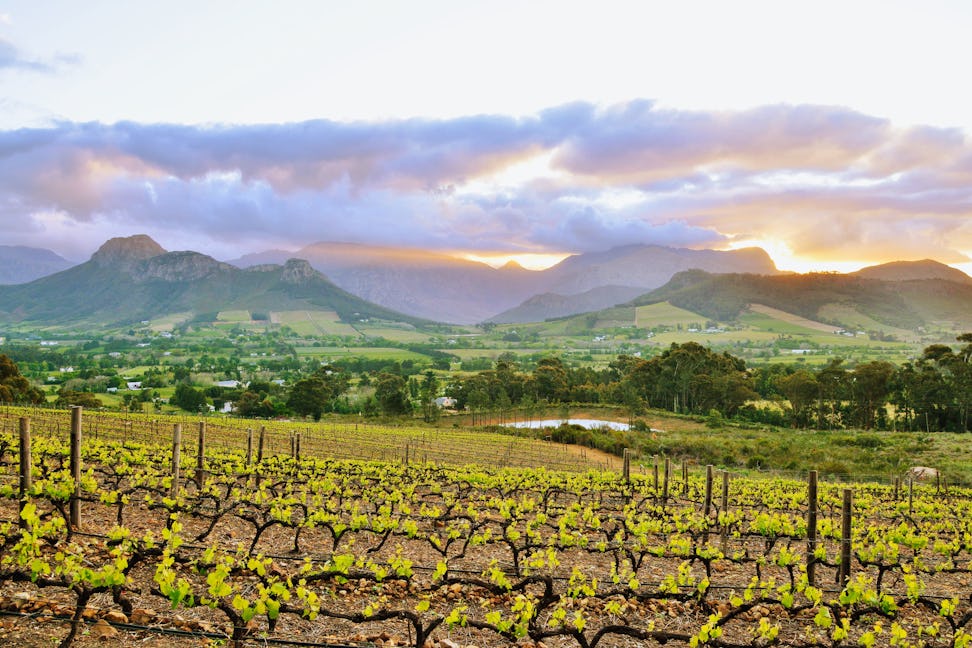 grapes and game parks in south africa  