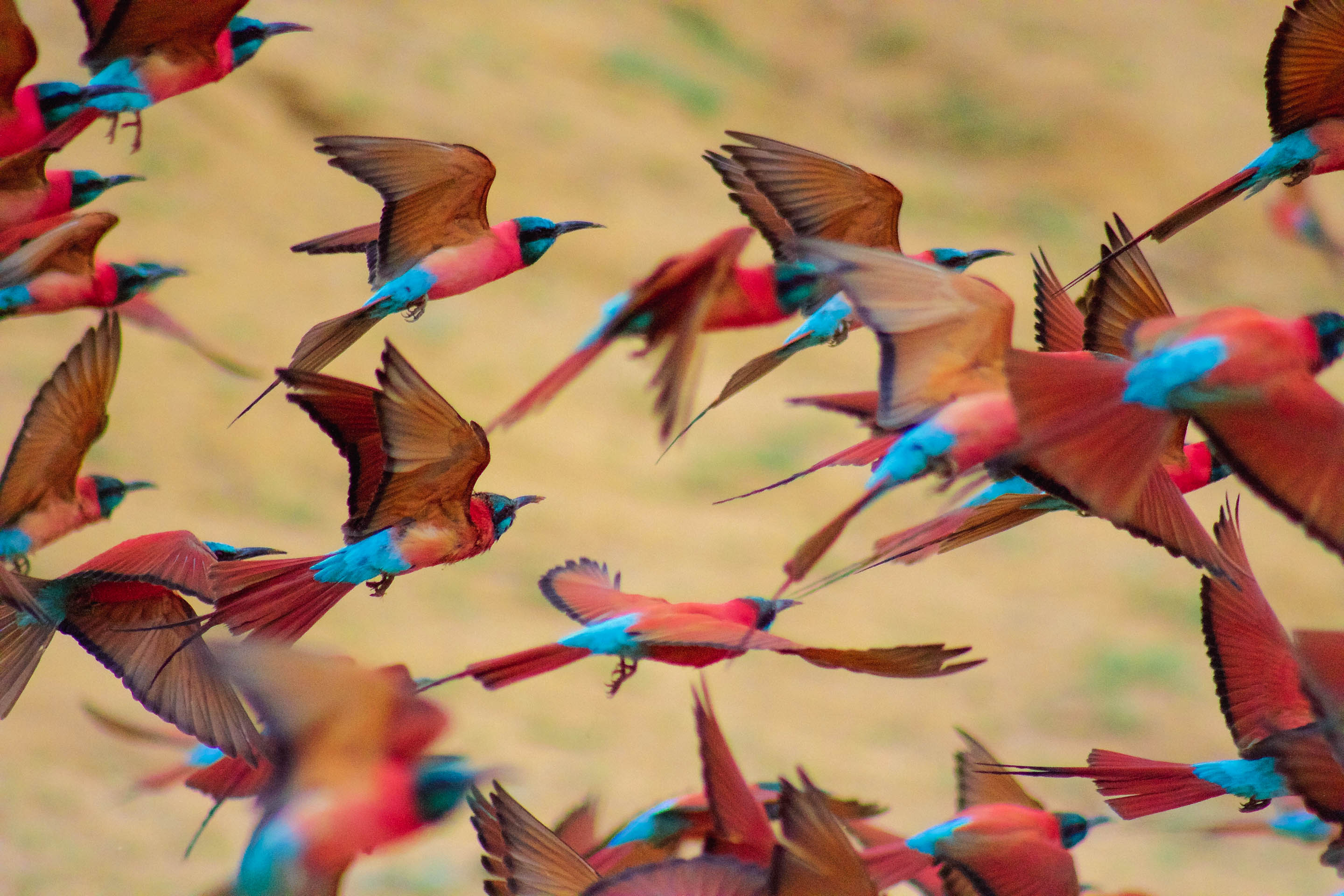 Chad: the ultimate expedition