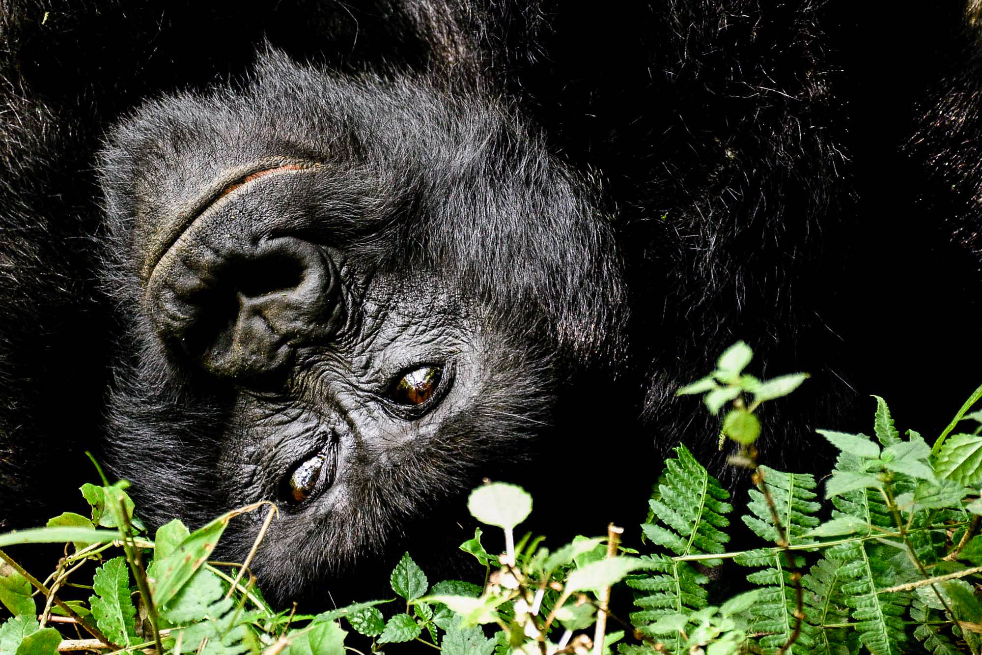 Primates of Uganda & Rwanda