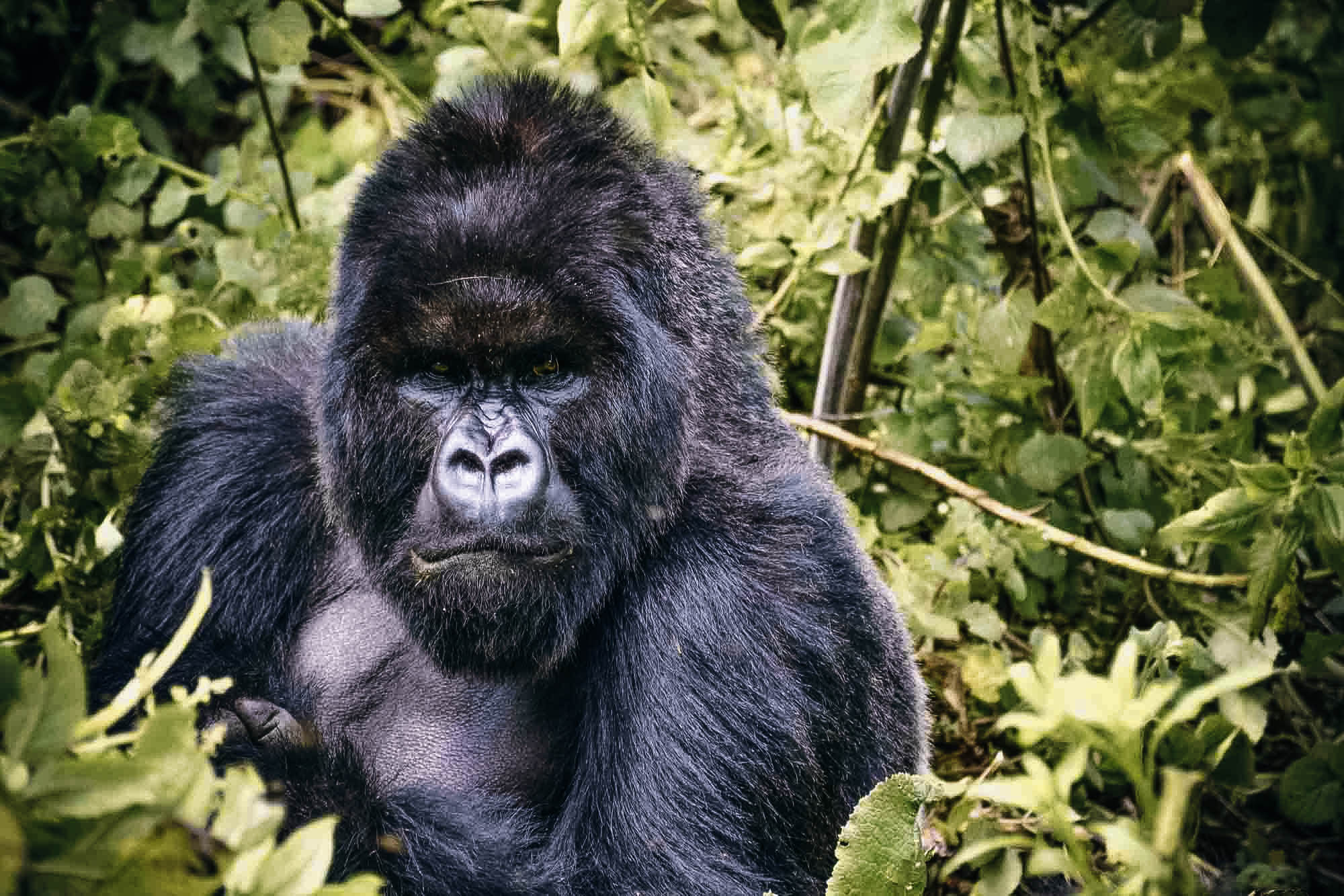 A Rwanda & Tanzania combination Timbuktu Travel