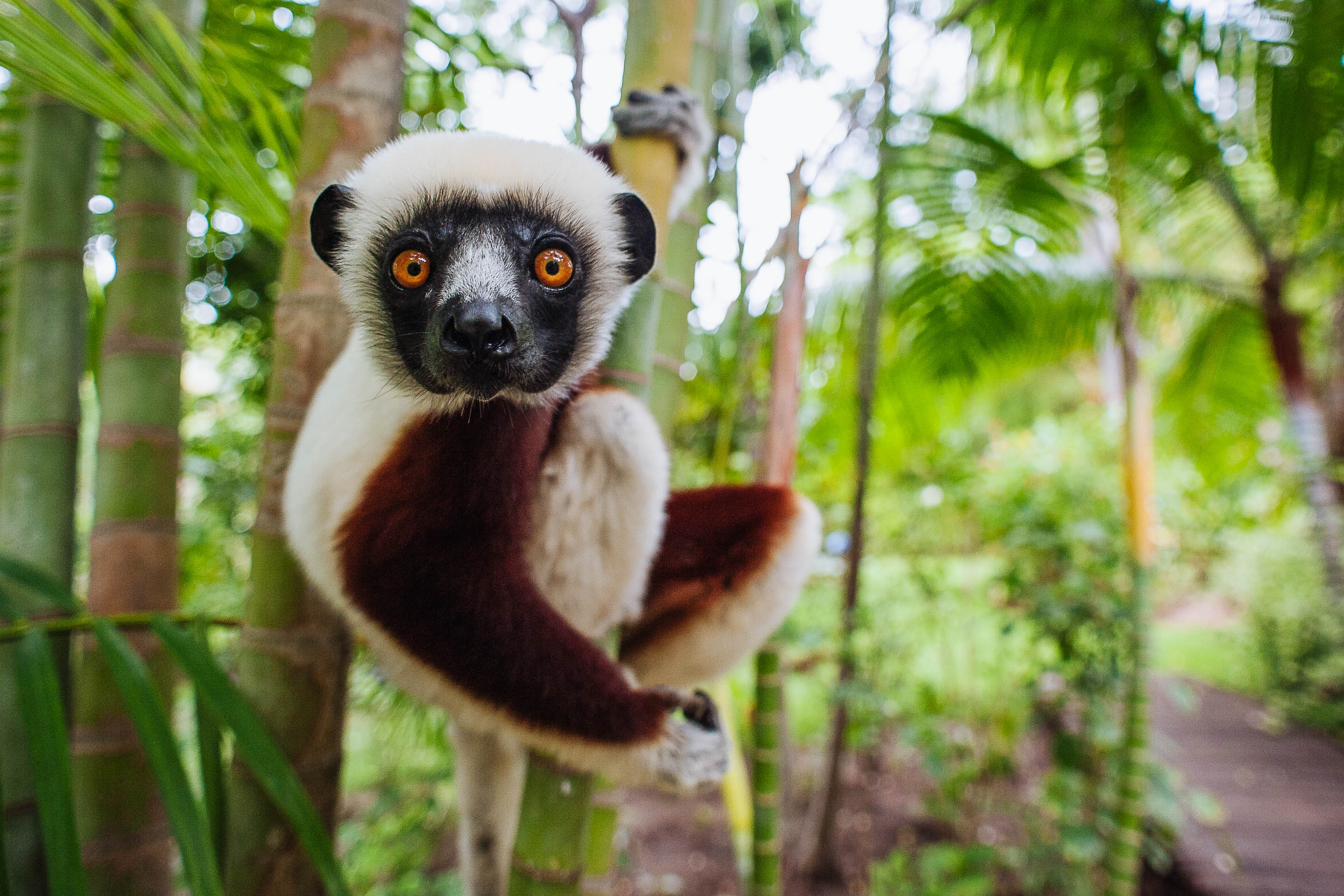 Lemurs & Sunsets: an introduction to Madagascar