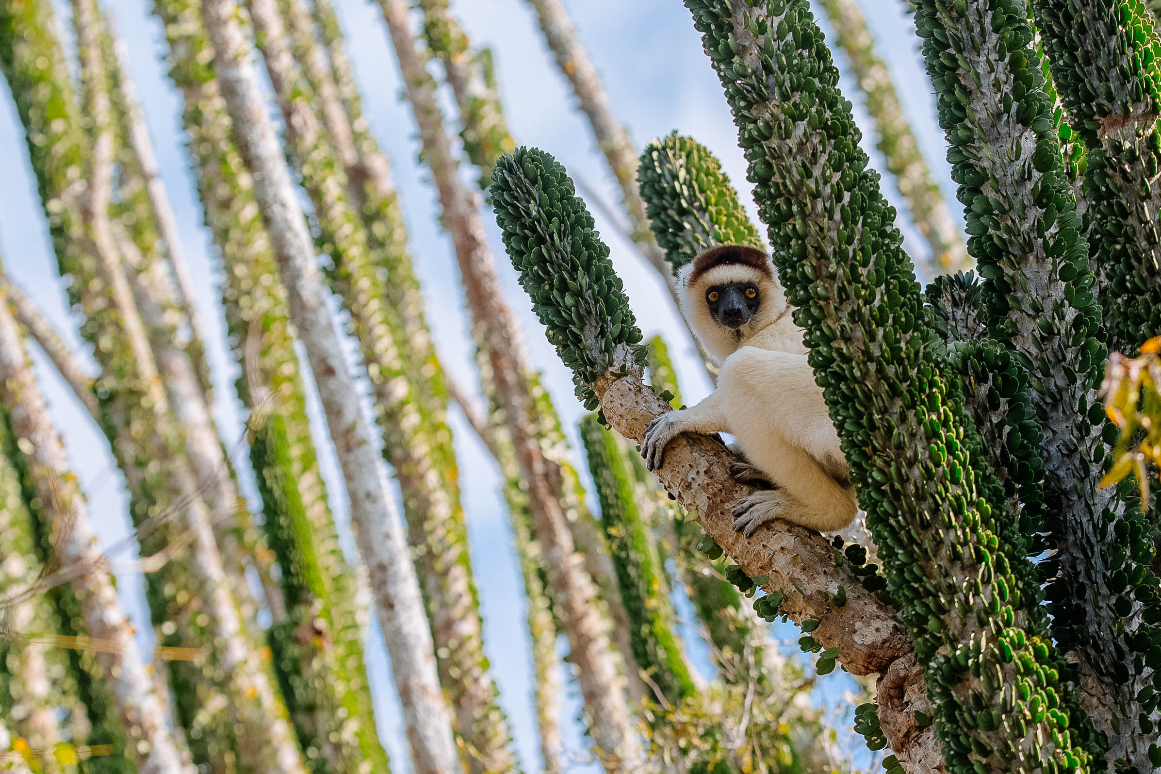 Lemurs & beach lounging in hidden Madagascar