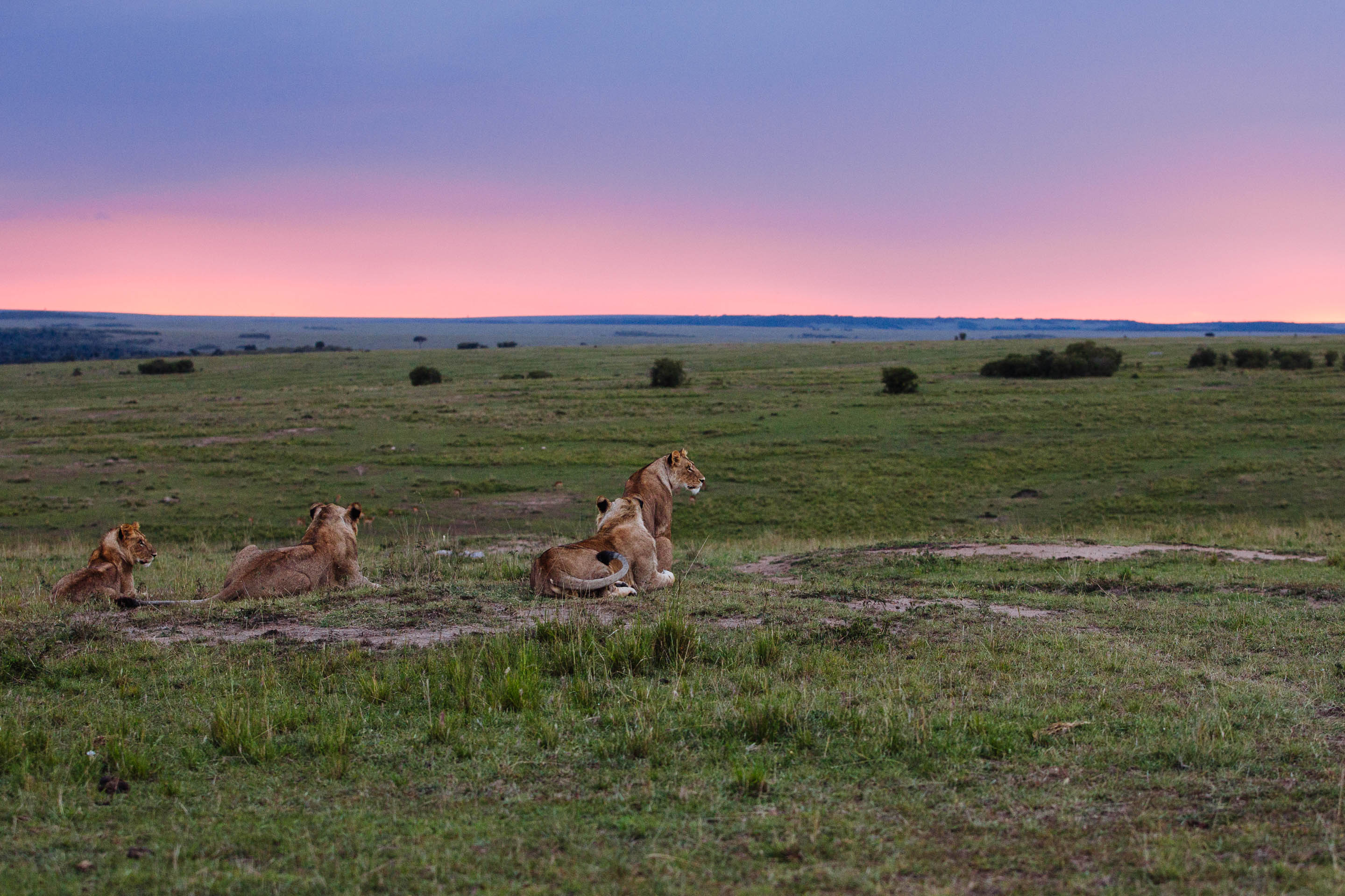 A Big Five safari in Kenya, with the magic of Madagascar
