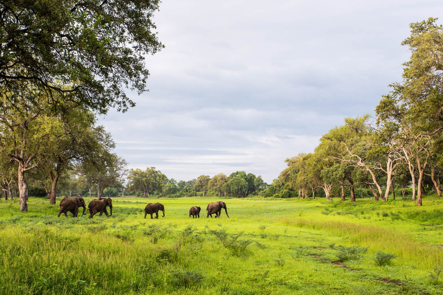 Zambia - Safari and sightseeing