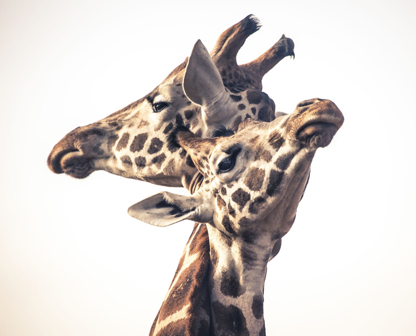 Fantastic service from Timbuktu