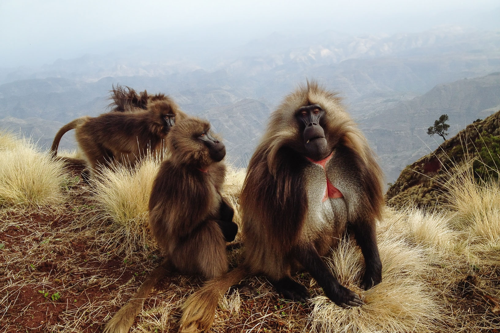 The Wildlife Highlights of Ethiopia