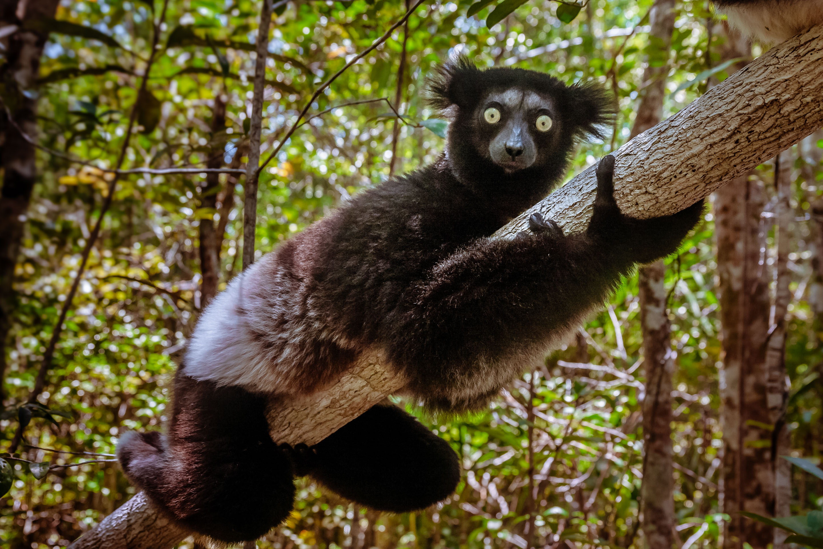 Responsive and Detailed