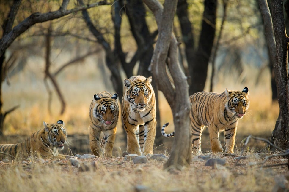 tigers ranthambore national park Rajasthan india  h1 %281%29